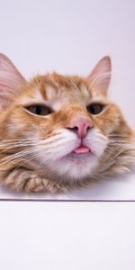 Animals,Fluffy,Tongue Stuck Out,Protruding Tongue,Cool,Redhead,Cat