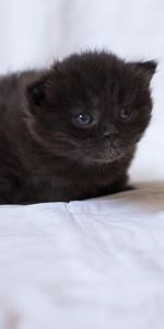 Additionner,Pelucheux,Duveteux,Minou,Chaton,Le Noir,Enfant,Animaux