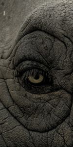 Animals,Folds,Pleating,Eye,Rhinoceros