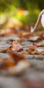 Animaux,Feuillage,Rat,Automne