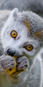 Animals,Food,Animal,Nice,Sweetheart,Lemur,Eat