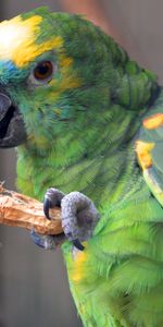 Animals,Food,Bird,Color,Parrots