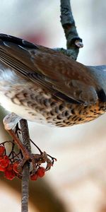 Animals,Food,Bird,Wood,Tree,Branch,Thrush,Rowan