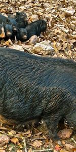 Animals,Food,Grass,Autumn,Leaves,Young,Cubs,Boar