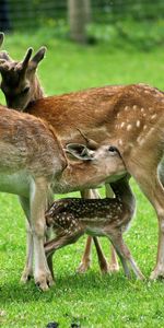 Animals,Food,Grass,Deers,Field,Family,Care