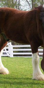 Animals,Food,Grass,Fence,Stroll,Stable,Color,Horse