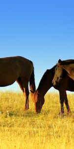 Animaux,Herbe,Domaine,Flâner,Nourriture,Promenade,Champ,Chevaux