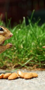 Animales,Ardilla,Hierba,Nueces,Paseo,Estatuilla,Ardilla Listada,Chiflado,Comida