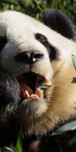 Animals,Food,Grass,Panda