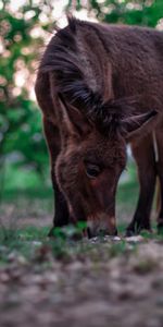 Animals,Food,Grass,Pony,Horse