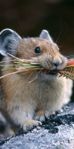 Animales,Comida,Hierba,Piedra,Chinchilla,Una Roca,Mantenerse,Sostener,Acosar,Caza