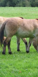 Animals,Food,Grass,Stallions,Horses