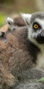 Animals,Food,Grass,Young,Lemur,Joey