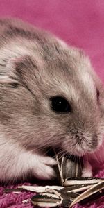 Tapis,Graines,Graines De Tournesol,Animaux,Nourriture,Hamster