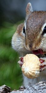 Animales,Bozal,Nuez,Ardilla,Comida