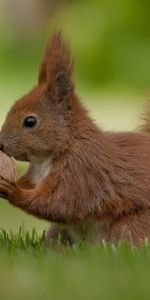 Animals,Food,Nut,Grass,Squirrel