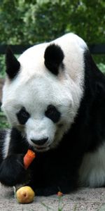 Sentarse,Animales,Comida,Panda