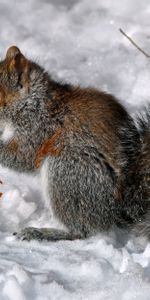 Animals,Food,Snow,Sit,Berry,Squirrel