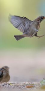 Animals,Food,Sparrow,Flock