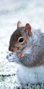 Ardilla,Paseo,Animales,Comida,Cola