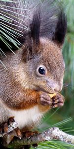 Animales,Comida,Madera,Sentarse,Árbol,Abeto,Pasión,Ardilla