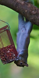 Animales,Ardilla,Madera,Escalada,Alimentador,Comida,Árbol,Ascensión,Canal