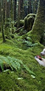 Animals,Forest,Bear,Meal,Albino