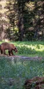 Bosque,Soportar,Oso,Depredador,Oso Pardo,Animales,Oso Café