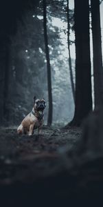 Animaux,Forêt,Animal,Bouledogue,Chien