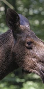 Animals,Forest,Muzzle,Profile,Glare,Elk