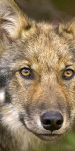 Animals,Forest,Muzzle,Sight,Opinion,Hunting,Hunt,Wolf