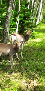 Chevreuil,Animaux,Nature,Forêt