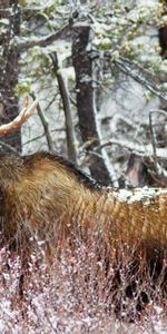 Invierno,Bosque,Viejo,Paseo,Alce,Animales