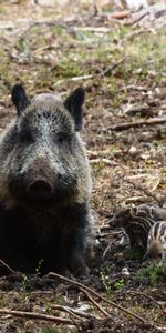 Animales,Bosque,Salvaje,Cerdo,Jabali,Jabalí