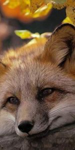 Animals,Fox