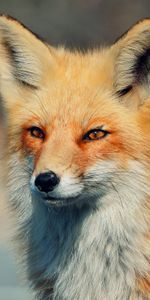 Fox,Animaux