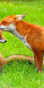 Animals,Fox