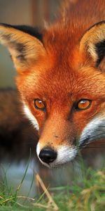 Animals,Fox