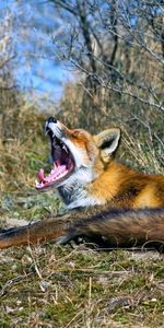 Animals,Fox