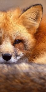 Animaux,Fox