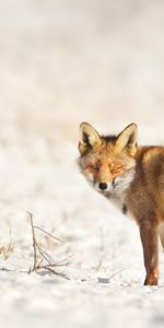 Animals,Fox