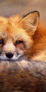 Animaux,Fox