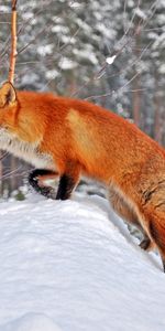 Animaux,Fox