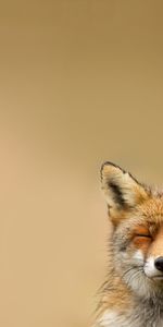 Animaux,Fox