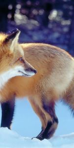 Animaux,Fox