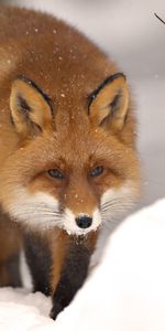 Fox,Animaux