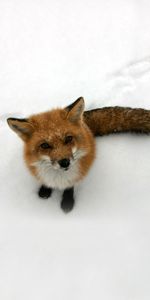 Animals,Fox