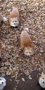 Animals,Fox