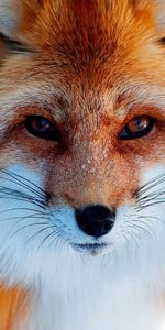 Animals,Fox