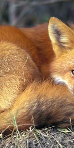 Fox,Animaux